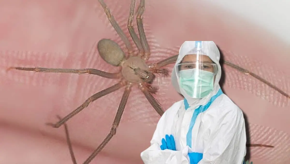 Estos son los estados con más casos de picadura de araña violinista. Foto: Original