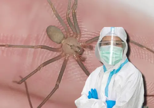 Araña violinista: estos son los estados con más casos de picadura