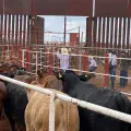 EU cierra nuevamente la frontera a México en exportación de ganado