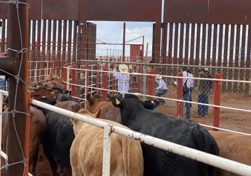 EU cierra nuevamente la frontera a México en exportación de ganado