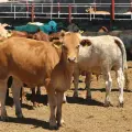 Revés para ganaderos mexicanos por nuevo caso de gusano barrenador