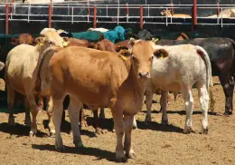 Revés para ganaderos mexicanos por nuevo caso de gusano barrenador