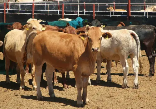Revés para ganaderos mexicanos por nuevo caso de gusano barrenador