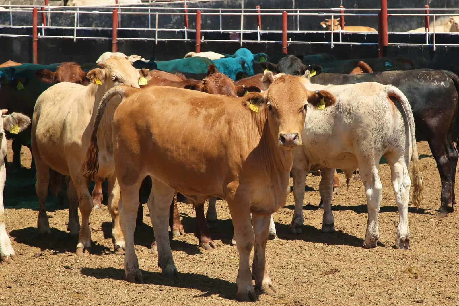 Revés para ganaderos mexicanos por nuevo caso de gusano barrenador