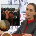 Sheinbaum califica de exagerado el cierre de la frontera de EU al ganado por gusano barrenador