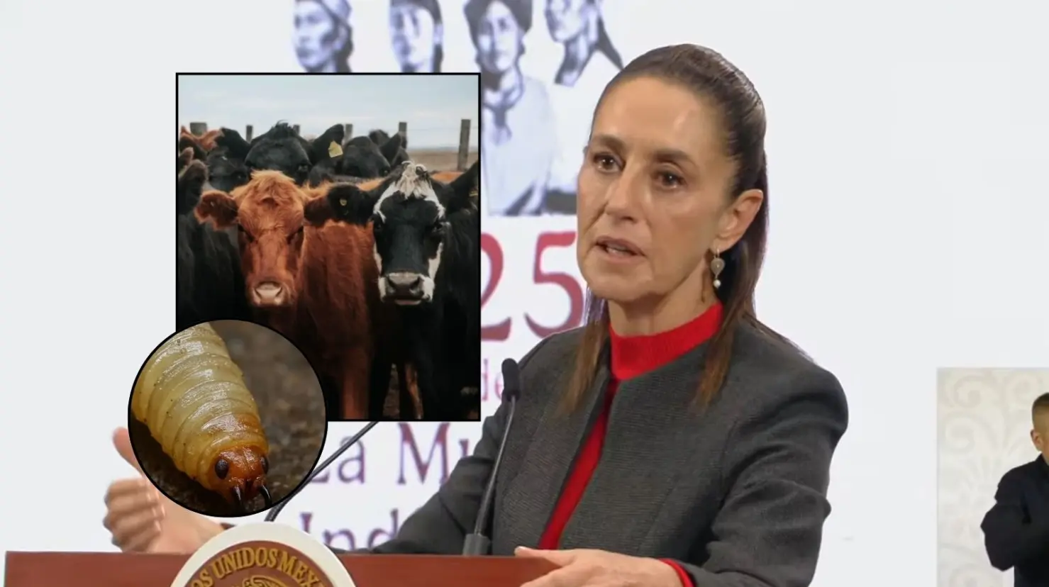 Sheinbaum califica de exagerado el cierre de la frontera de EU al ganado por gusano barrenador