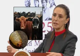 Sheinbaum califica de exagerado el cierre de la frontera de EU al ganado por gusano barrenador