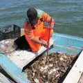 Capturan 70 kilos de jaiba por panga en el sur de Sonora