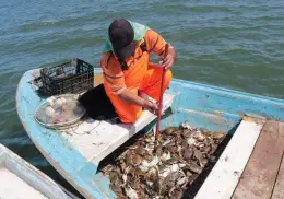 Capturan 70 kilos de jaiba por panga en el sur de Sonora