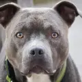 Sentencian a madre que esposó a su hijito para que lo atacara un pitbull mientras estaba esposado