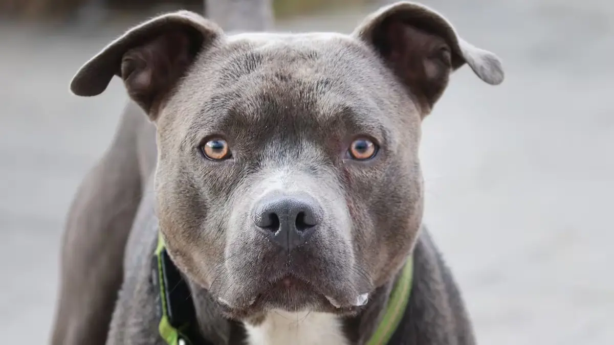 Sentencian a madre que esposó a su hijito para que lo atacara un pitbull