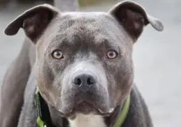 Sentencian a madre que esposó a su hijito para que lo atacara un pitbull