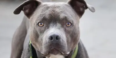 Sentencian a madre que esposó a su hijito para que lo atacara un pitbull