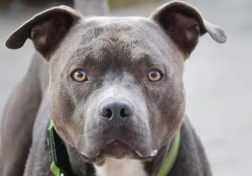 Sentencian a madre que esposó a su hijito para que lo atacara un pitbull