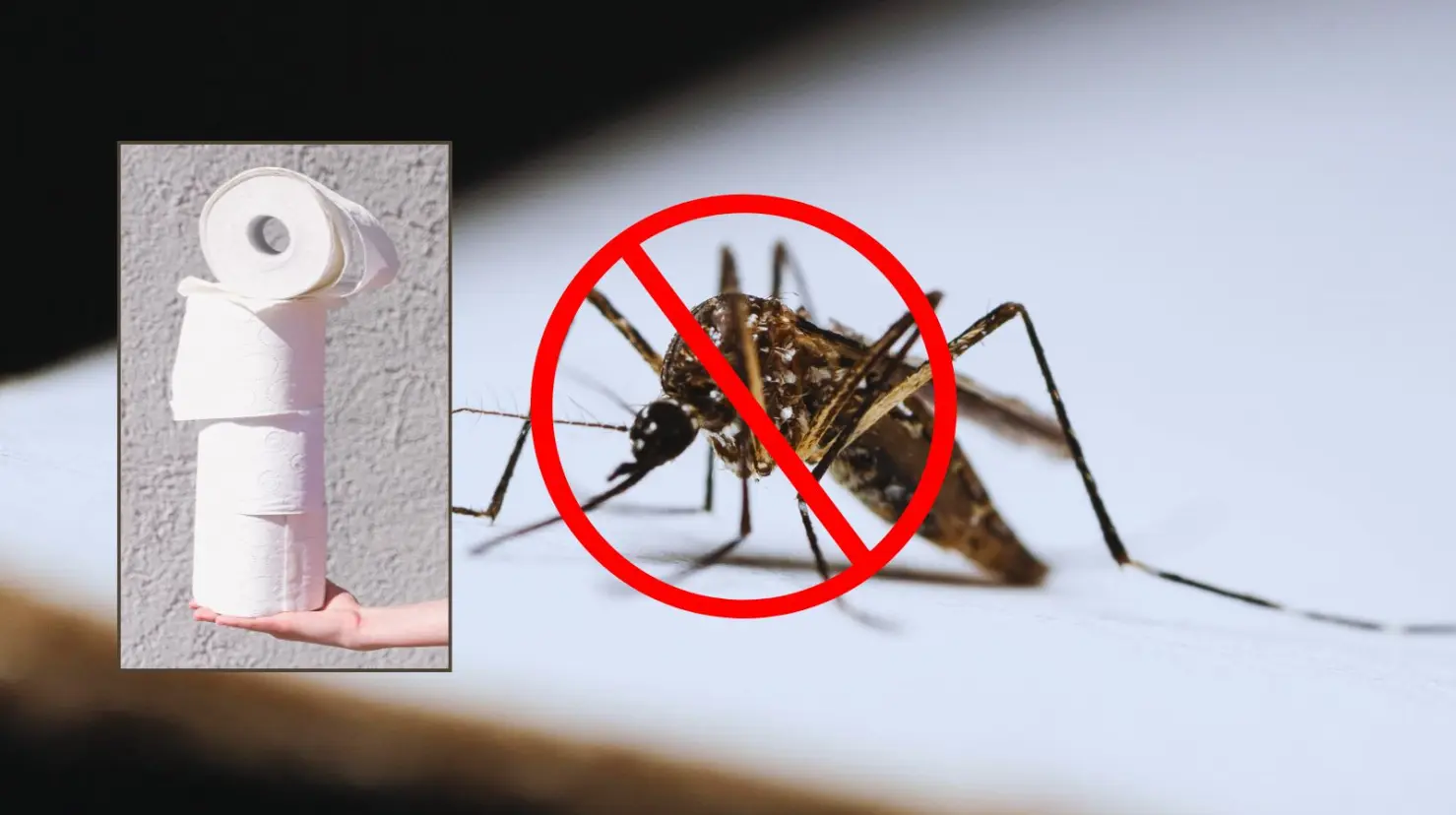 ¡Olvídate de los mosquitos! Este truco viral con papel higiénico ayuda a eliminarlos de tu casa