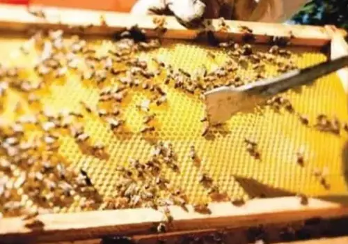 Apicultura en Sonora, a la deriva