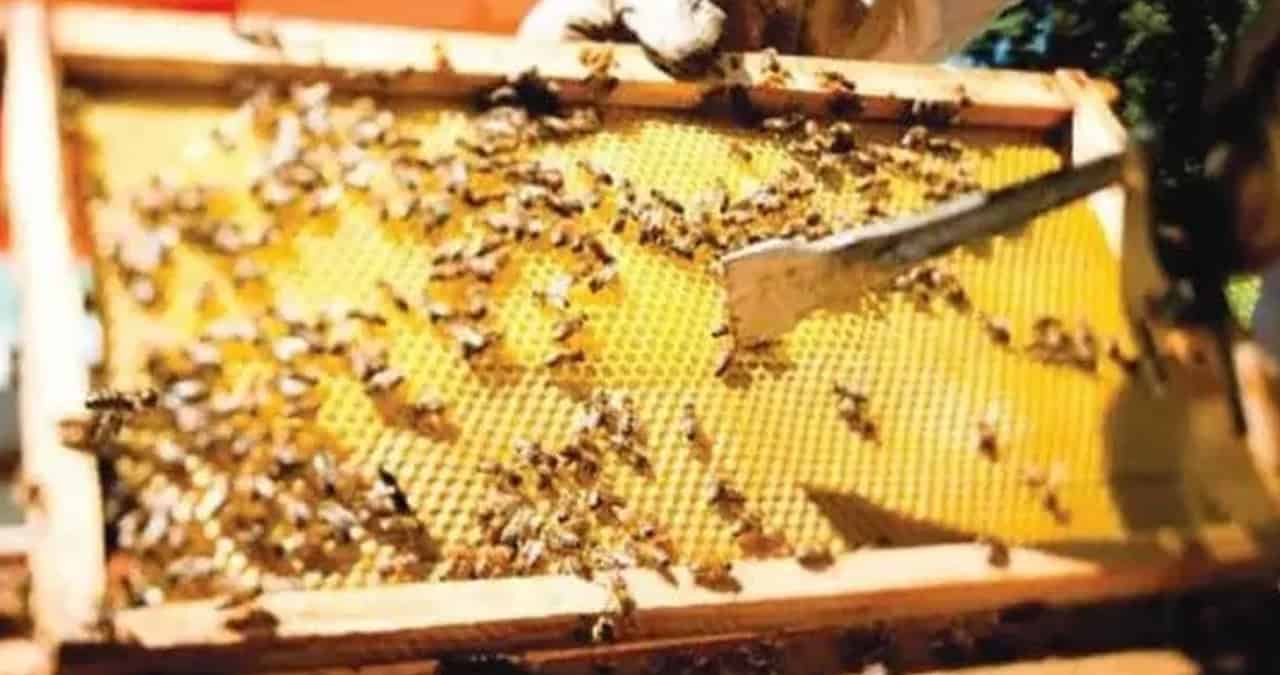 Apicultura en Sonora, a la deriva