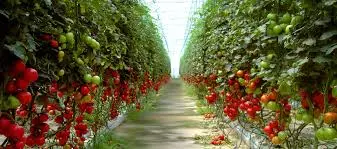 Productores de tomate están a la expectativa por pago de aranceles