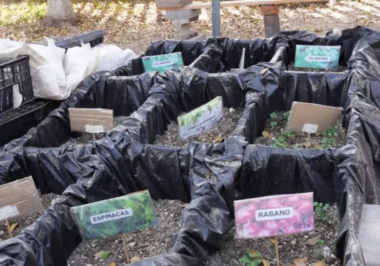 Cobach formará jóvenes con preparación ambiental en Obregón
