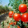 EE.UU. reactiva arancel al tomate mexicano: aplicará tarifa del 17.09% desde este lunes