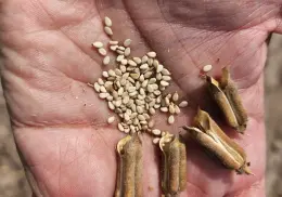 Aprovechan el Valle del Yaqui para cultivo de ajonjolí 