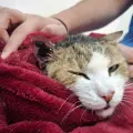 Cicatrizan las heridas de perros y gatos con botones