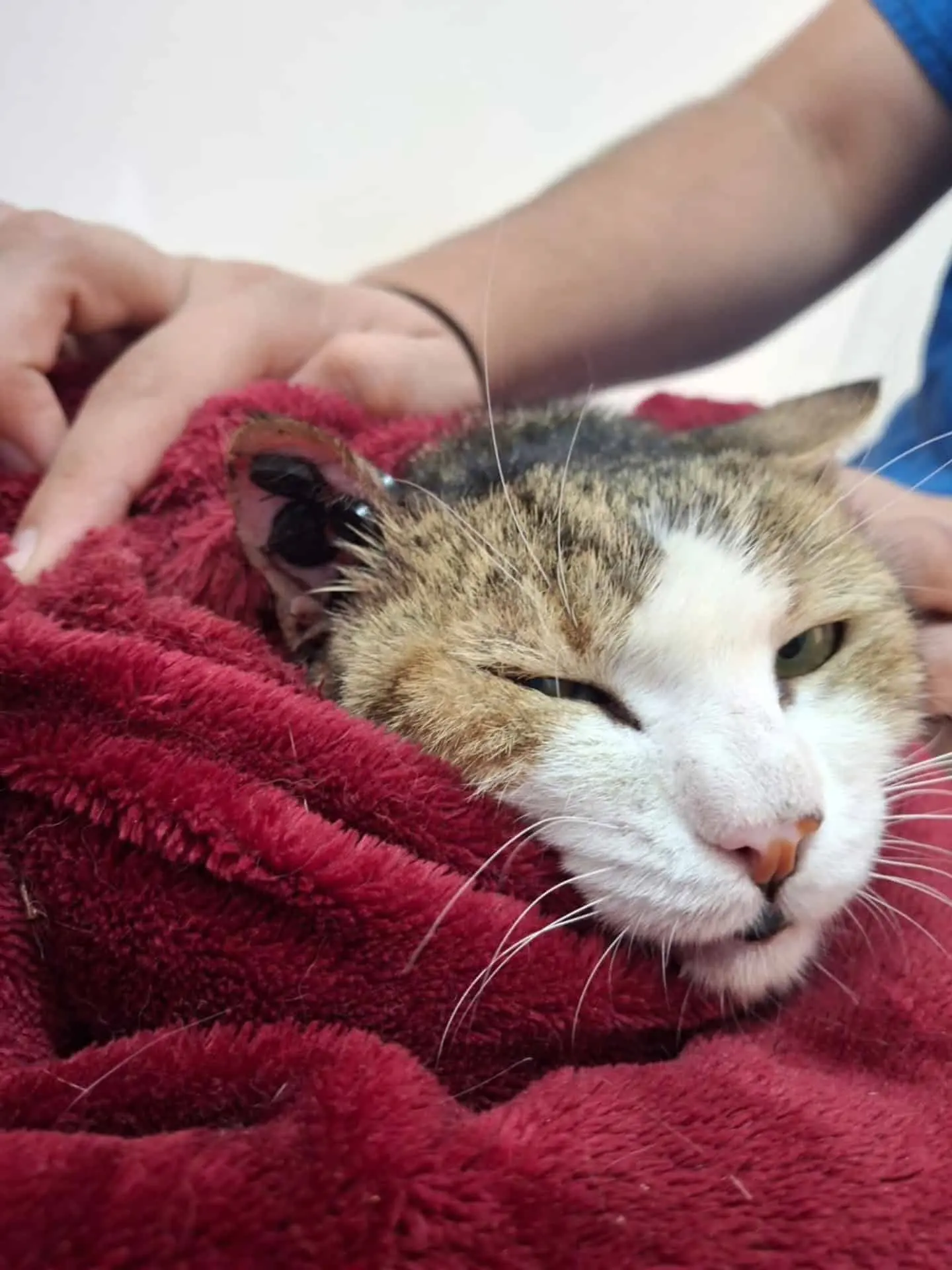 Cicatrizan las heridas de perros y gatos con botones