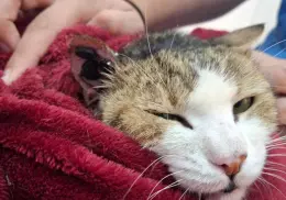 Cicatrizan las heridas de perros y gatos con botones