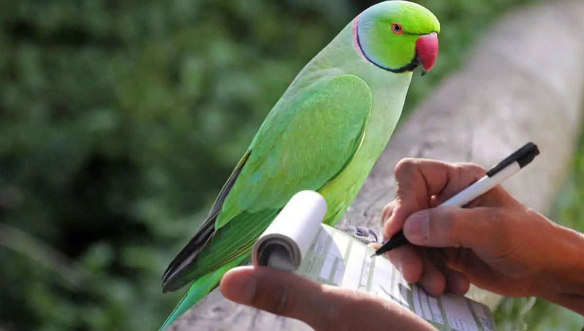 Conoce la multa por tener aves silvestres en México de manera ilegal. Foto: Original