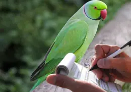 Multa por tener aves silvestres en México; conoce el monto a pagar
