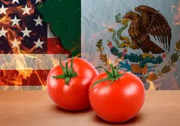 Exportarán tomate pese al arancel de EU