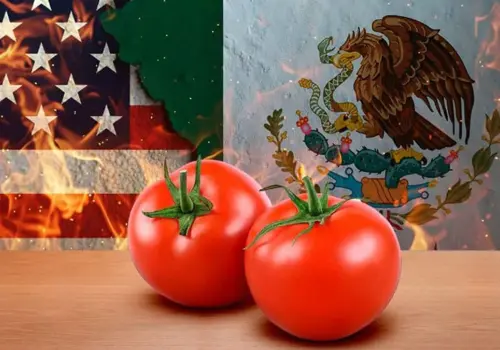 Exportarán tomate pese al arancel de EU