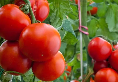Productores de tomate están a la expectativa por pago de aranceles