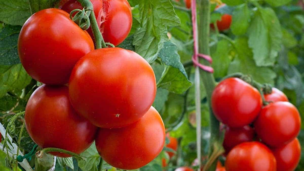 Productores de tomate están a la expectativa por pago de aranceles