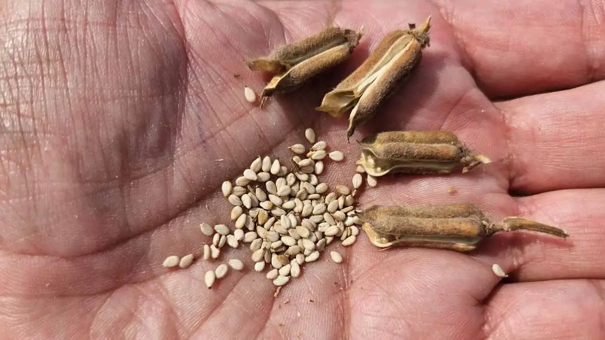 Aprovechan el Valle del Yaqui para cultivo de ajonjolí 