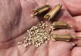 Aprovechan el Valle del Yaqui para cultivo de ajonjolí 