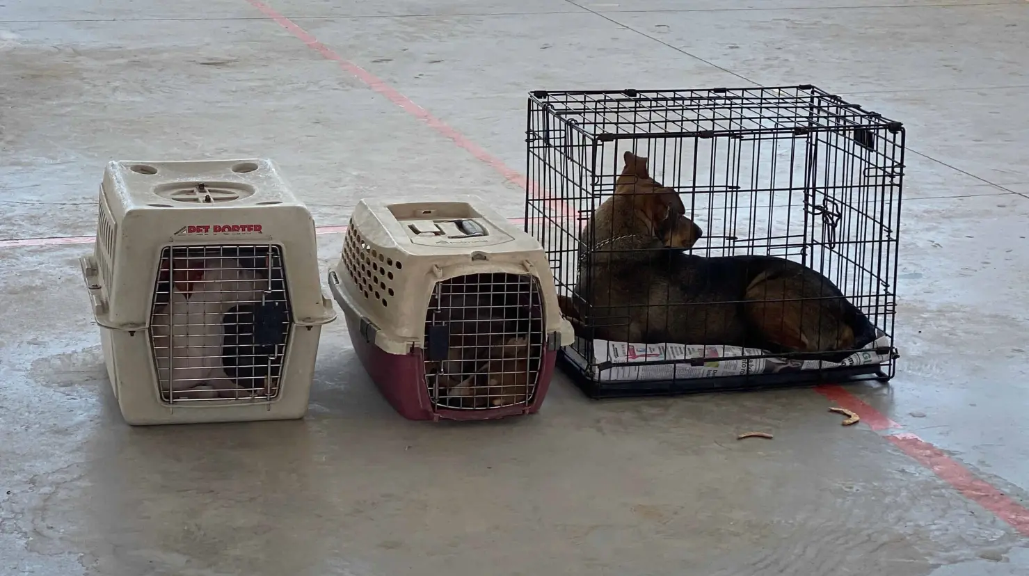 La esterilización es una operación ambulatoria y con uso de anestesia, cuidando la integridad y salud de las mascotas que se atienden a través de estas Jornadas