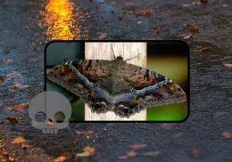 ¿Por qué la palomilla negra que aparece en temporada de lluvias se relaciona con la muerte?