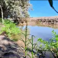 Forestan con manglares 7 kilómetros de litoral en Cajeme