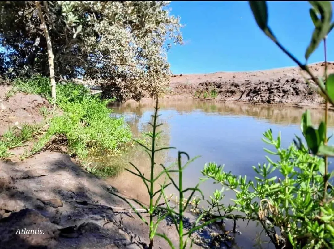 Forestan con manglares 7 kilómetros de litoral en Cajeme