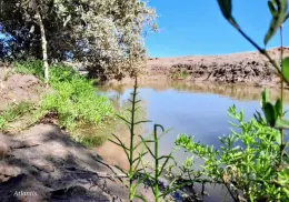 Forestan con manglares 7 kilómetros de litoral en Cajeme