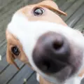 Día Mundial del Perro: ya mero es la fecha. ¿Cuándo se celebra? Te contamos