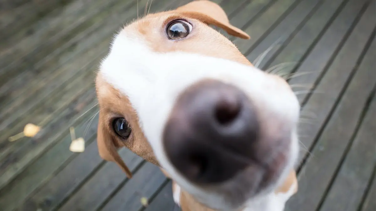Día Mundial del Perro: ya mero es la fecha. ¿Cuándo se celebra? Te contamos