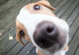 Día Mundial del Perro: ya mero es la fecha. ¿Cuándo se celebra? Te contamos