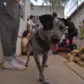 Esterilizarán a perros callejeros en la Comisaría de Esperanza