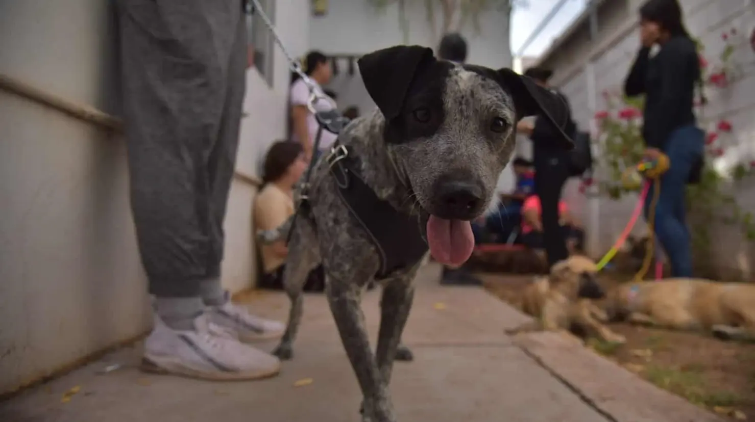 Esterilizarán a perros callejeros en la Comisaría de Esperanza