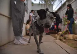 Esterilizarán a perros callejeros en la Comisaría de Esperanza