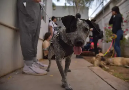Esterilizarán a perros callejeros en la Comisaría de Esperanza