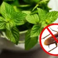 ¡Adiós plagas! Aleja las cucarachas de tu hogar con estas 4 plantas aromáticas
