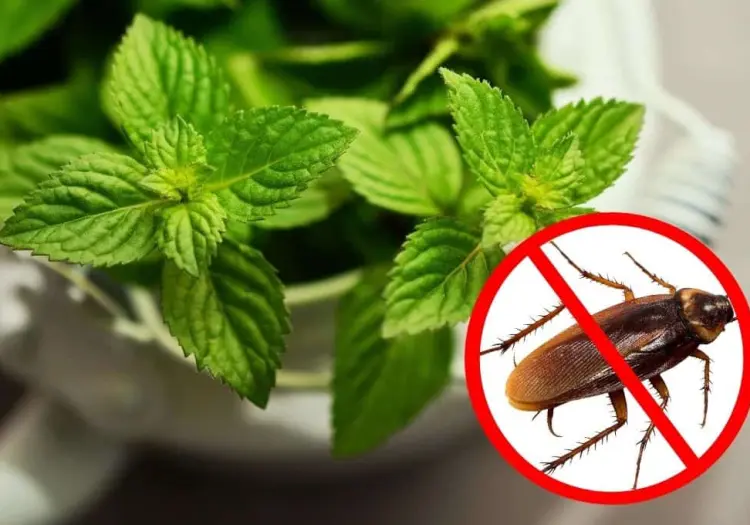 ¡Adiós plagas! Aleja las cucarachas de tu hogar con estas 4 plantas aromáticas